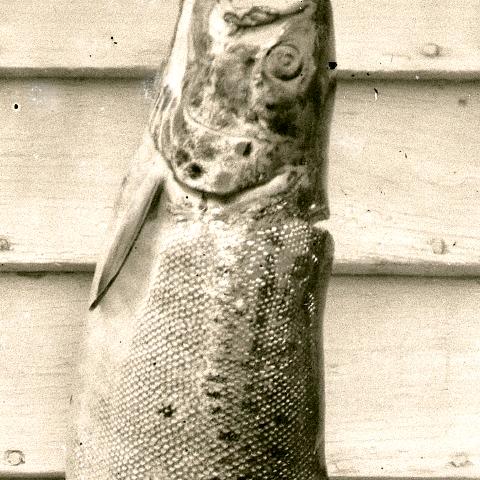 detail of 2 Salmon
