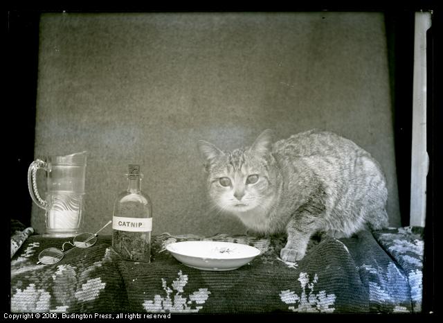 Cat and Catnip Still Life